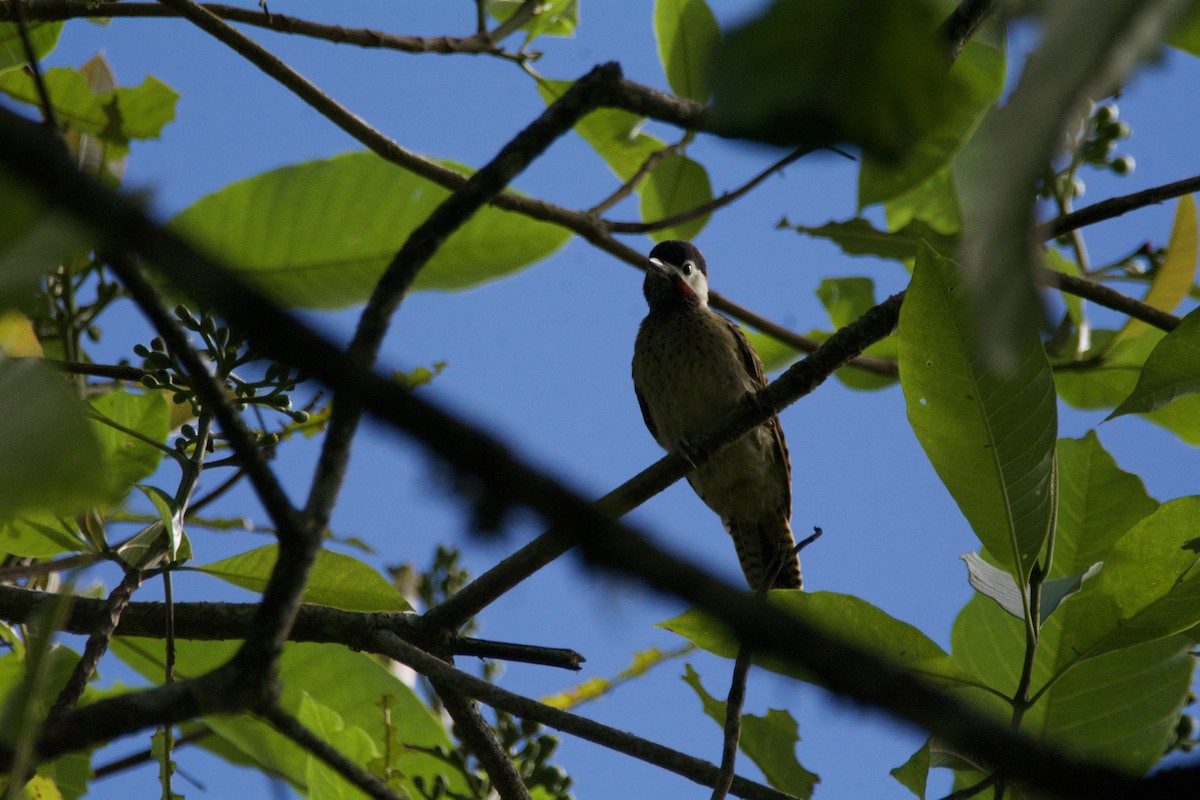 Spot-breasted Woodpecker - ML619105878