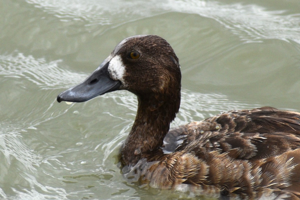 Greater/Lesser Scaup - ML619105885