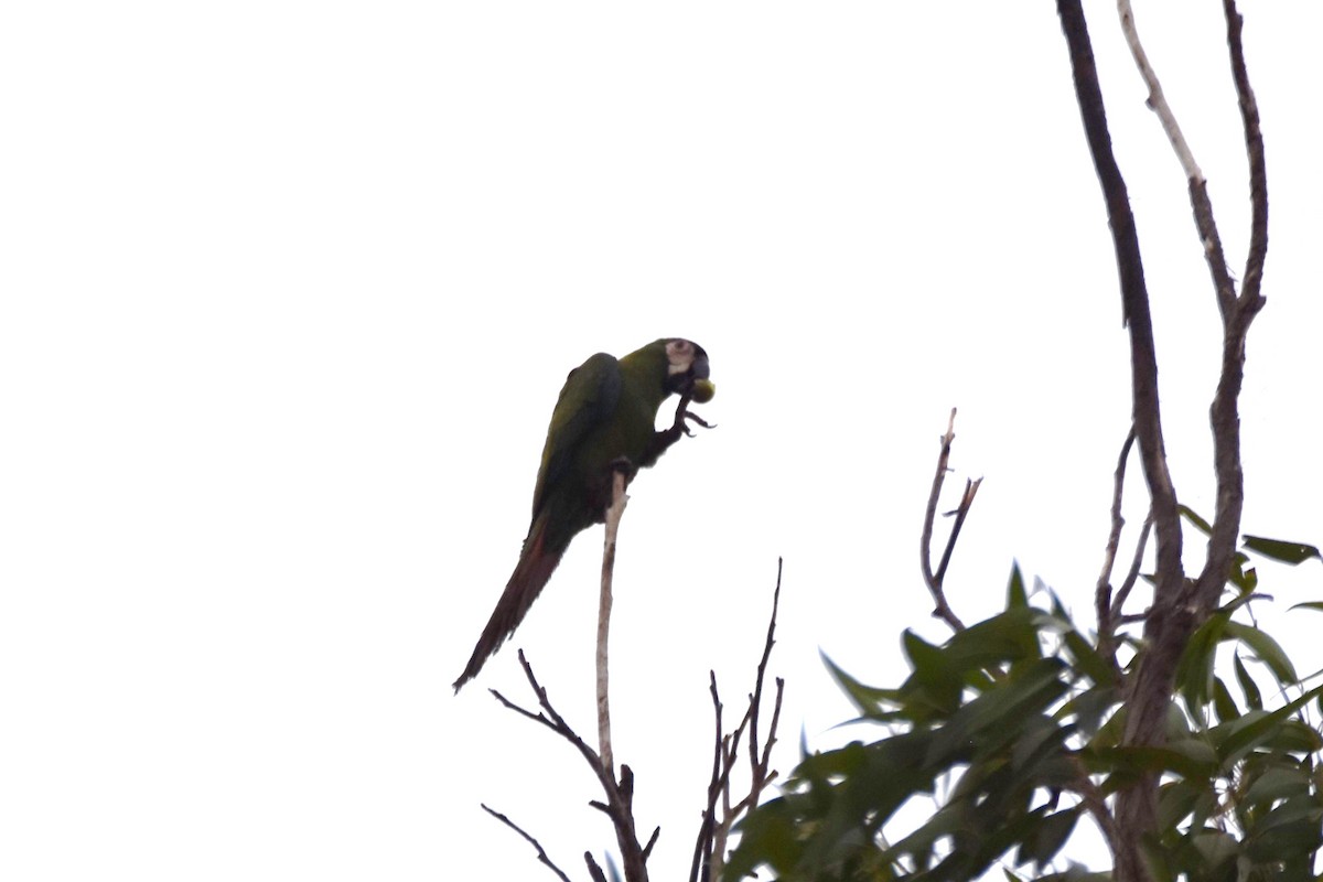 Chestnut-fronted Macaw - ML619105972