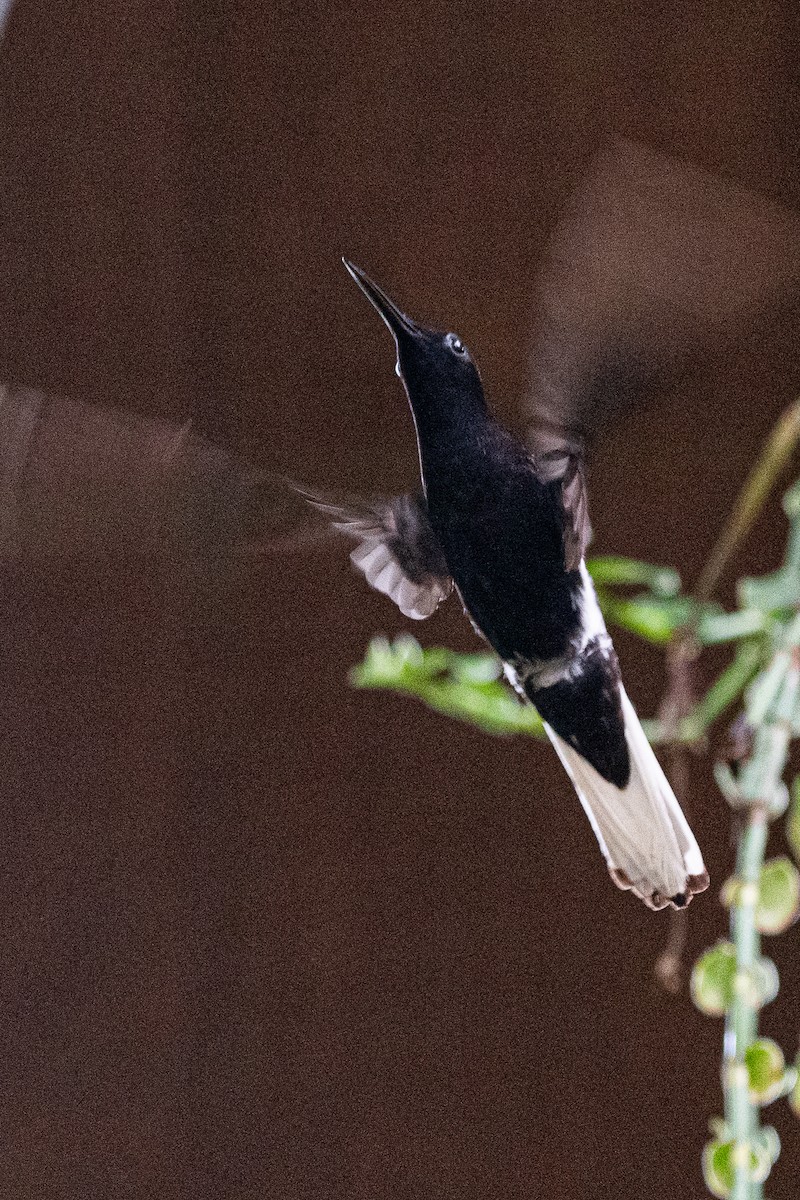 kolibřík černobílý - ML619106020