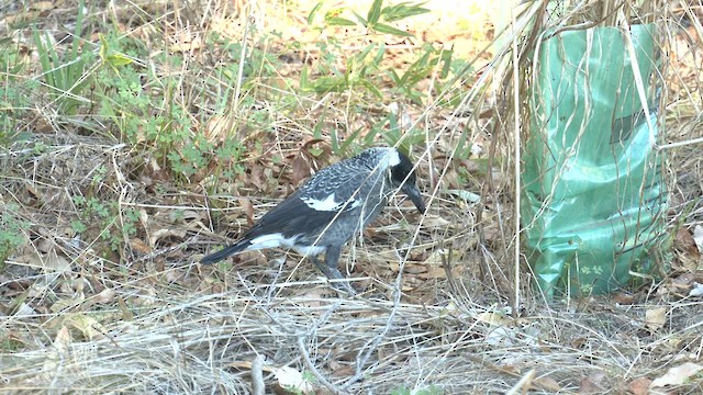 Australian Magpie (Western) - ML619106039