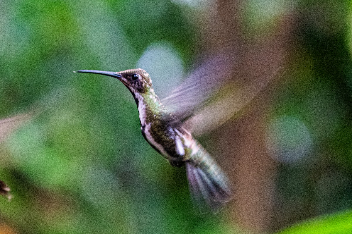 kolibřík tropický - ML619106050