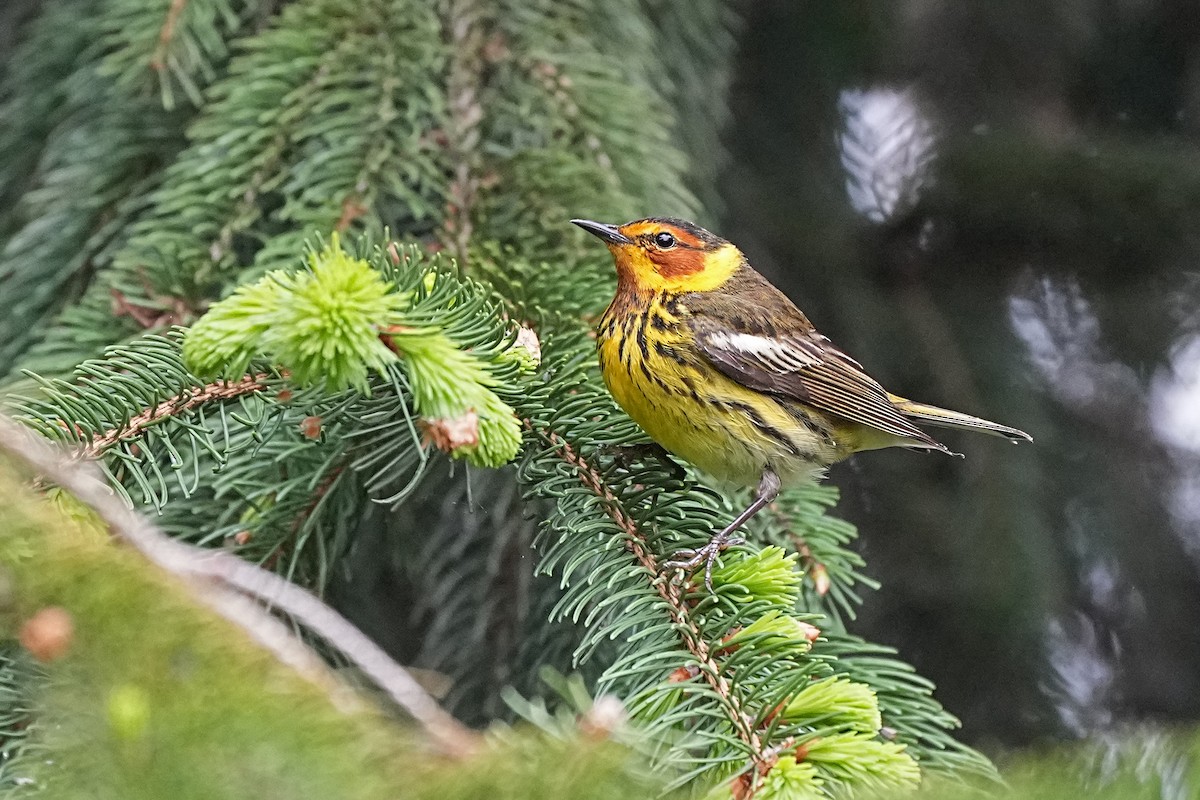 Cape May Warbler - ML619106072