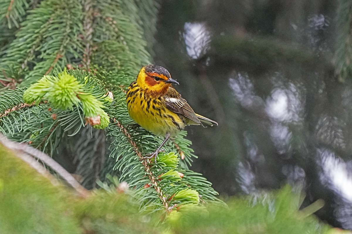 Cape May Warbler - ML619106073