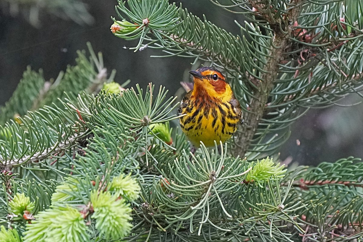 Cape May Warbler - ML619106074