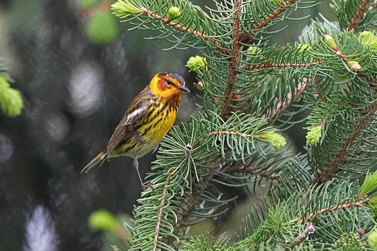Cape May Warbler - ML619106075