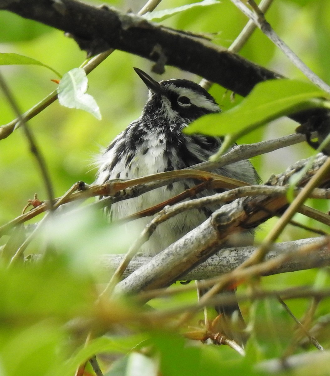 Black-and-white Warbler - ML619106079