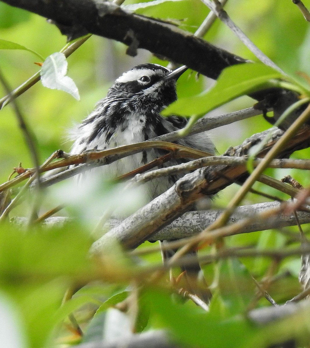 Black-and-white Warbler - ML619106080