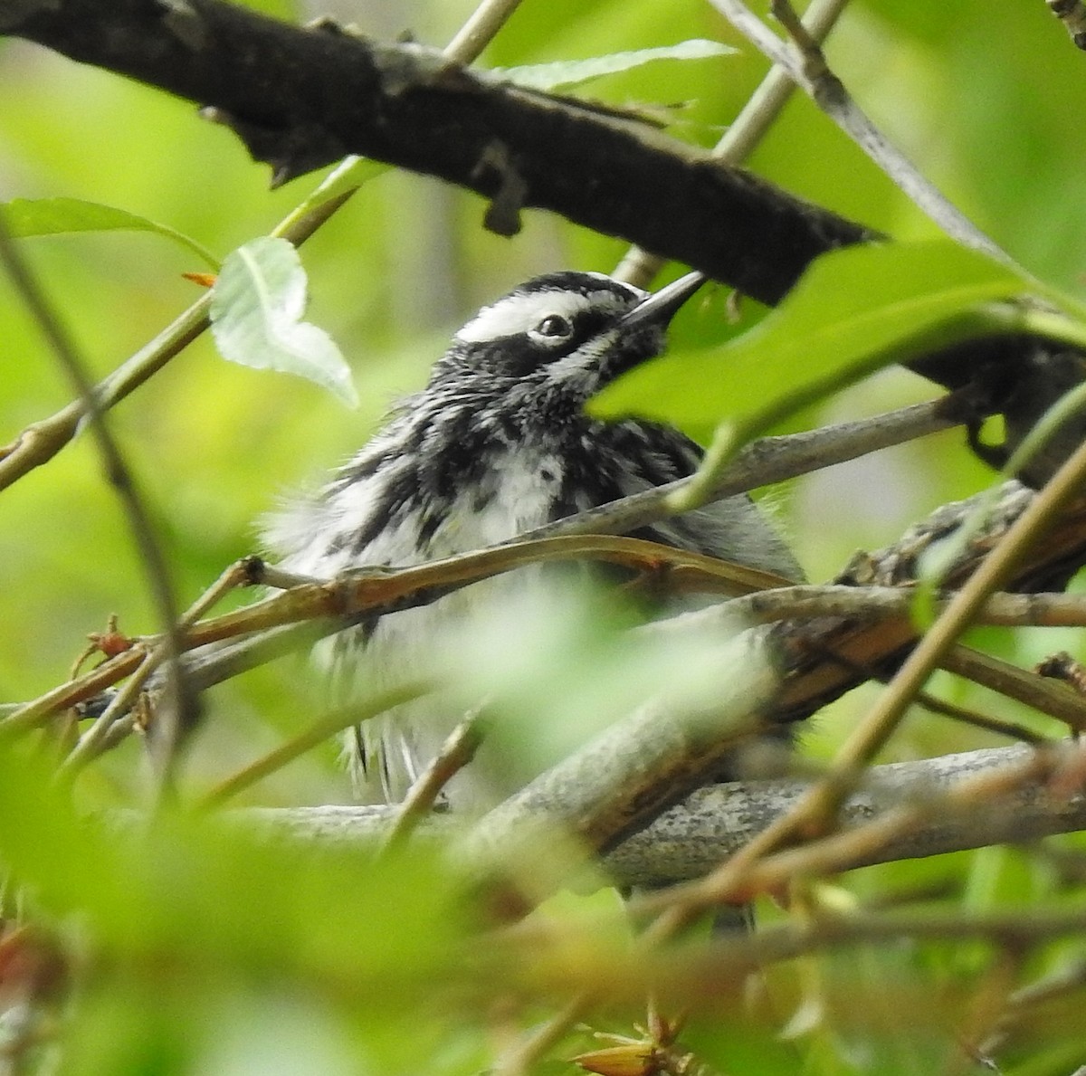Black-and-white Warbler - ML619106081