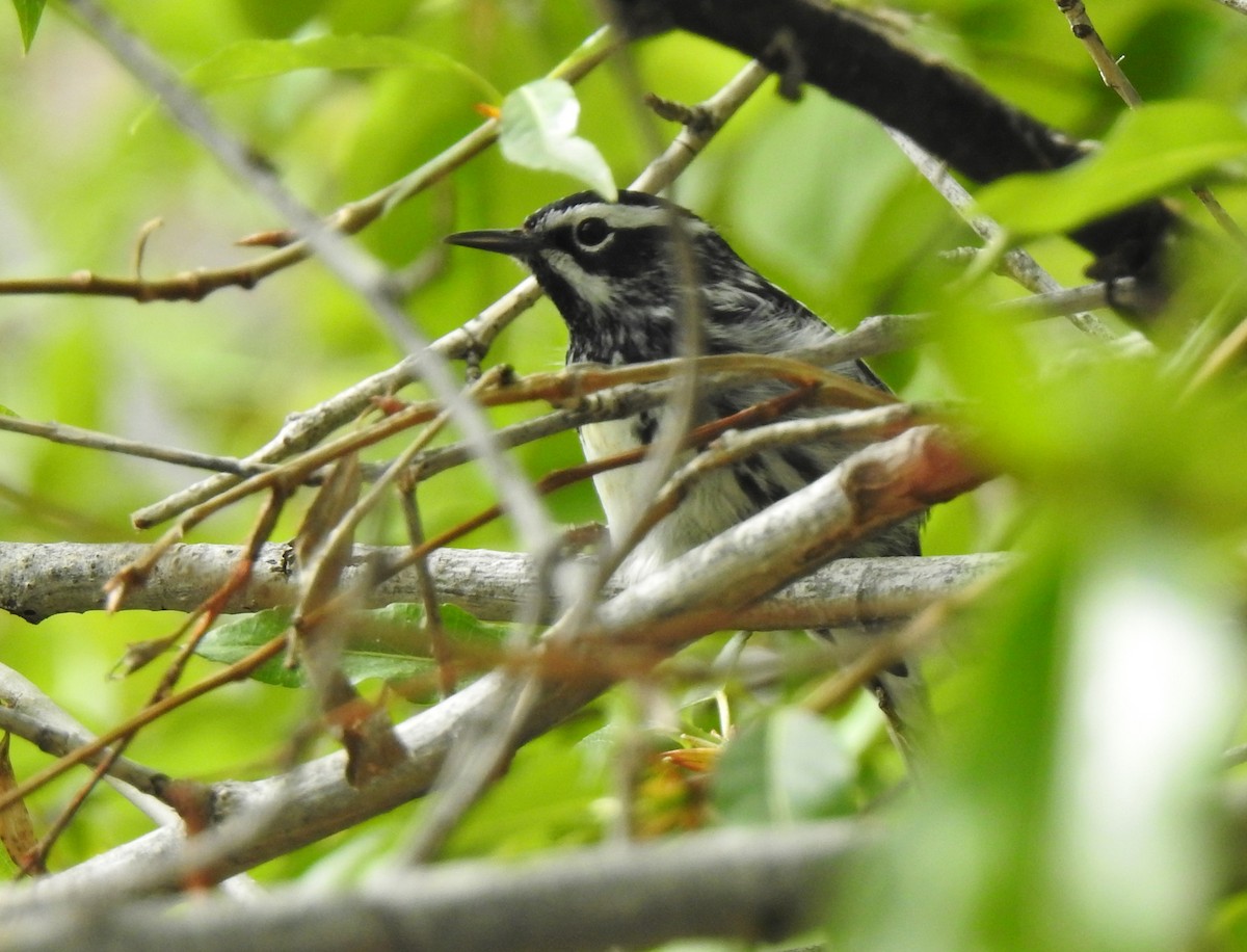 Black-and-white Warbler - ML619106083