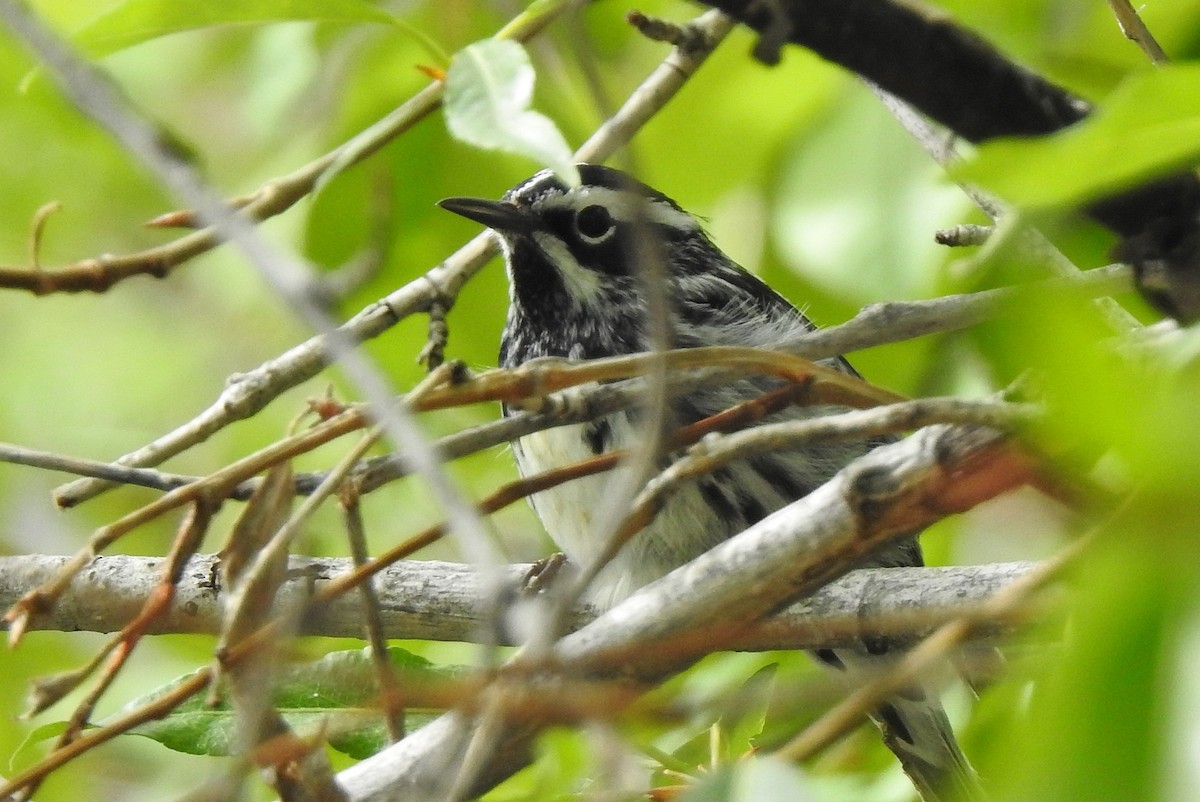 Black-and-white Warbler - ML619106084