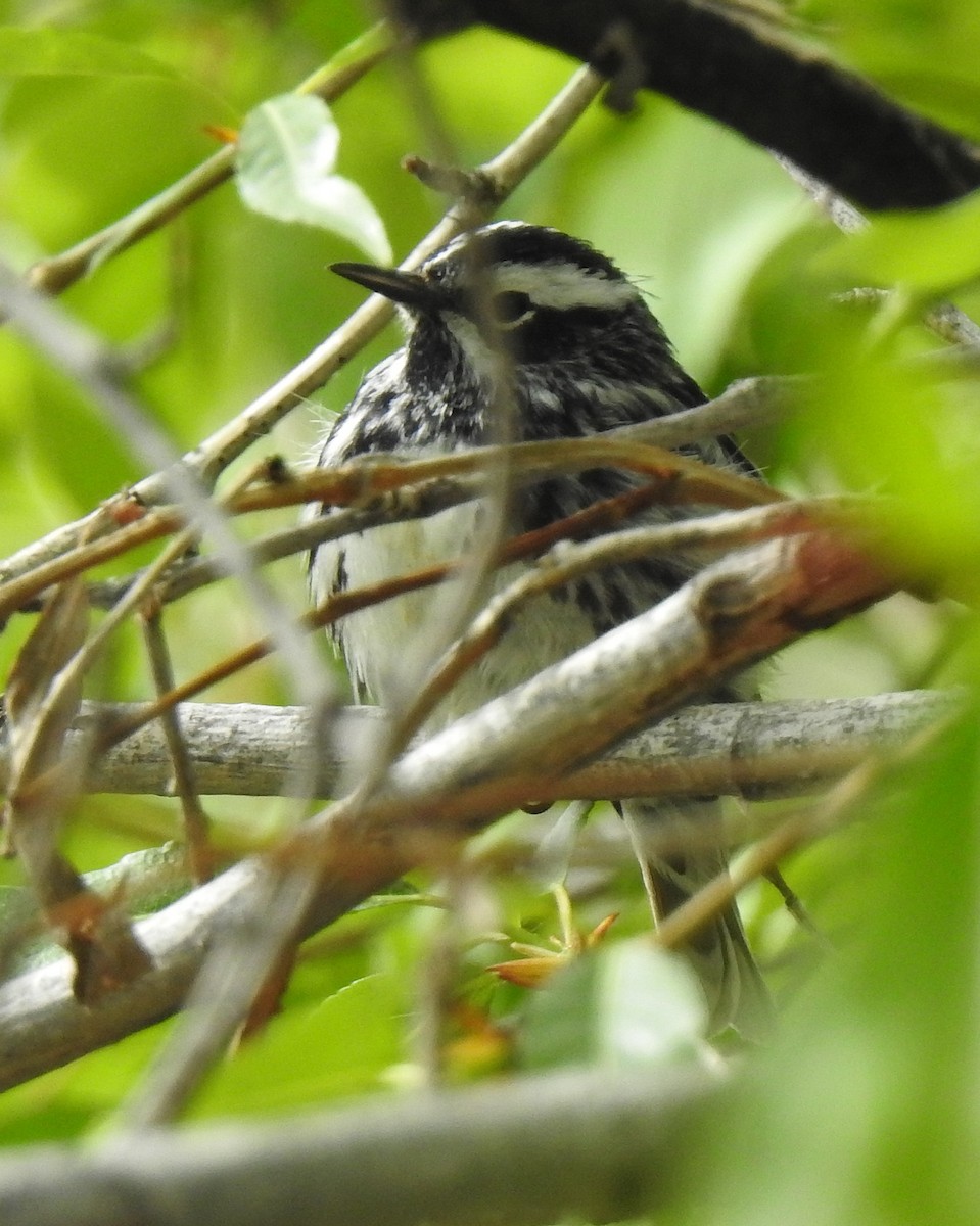 Black-and-white Warbler - ML619106085