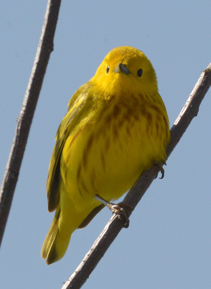 Yellow Warbler - ML619106114