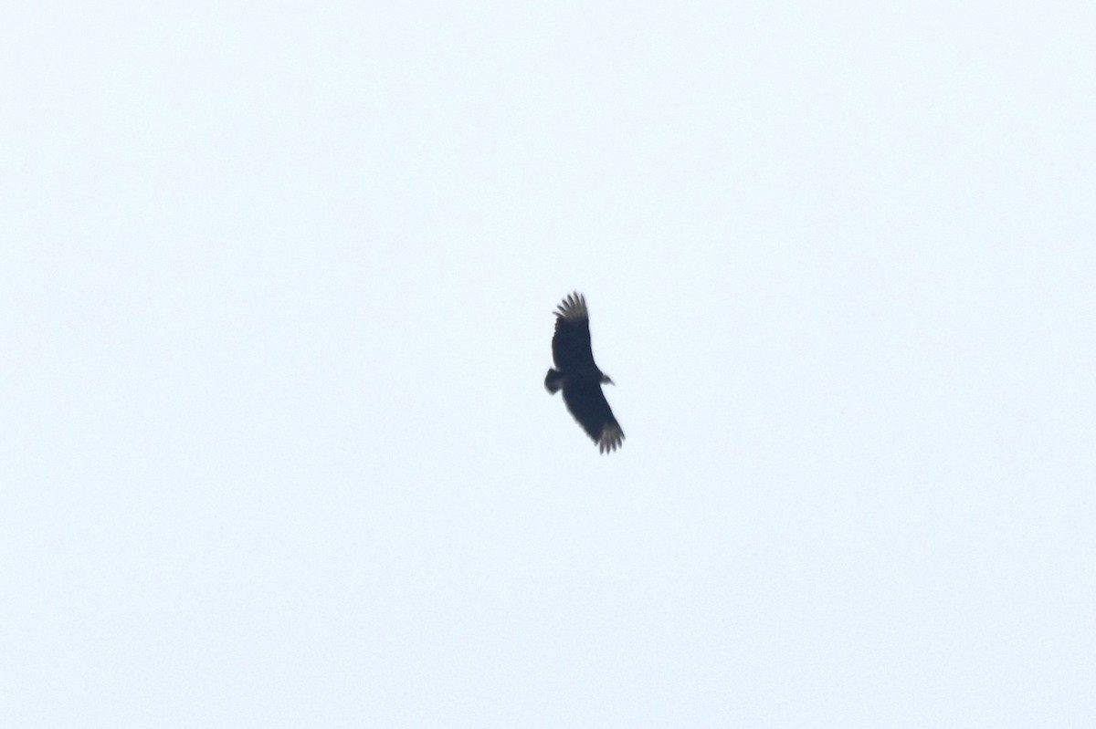 Black Vulture - ML619106118