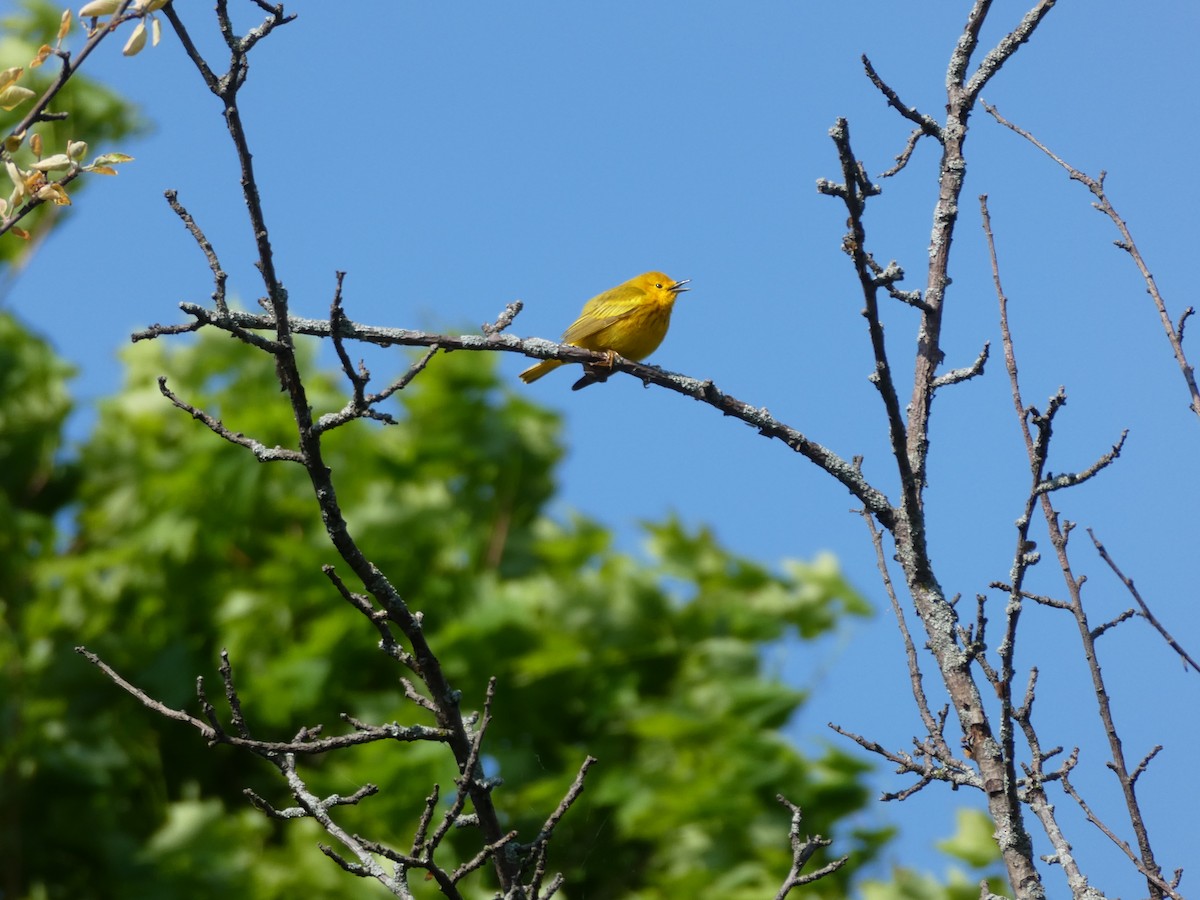 Yellow Warbler - ML619106184