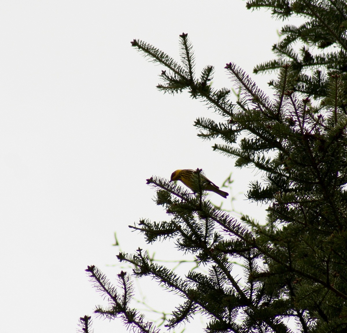 Cape May Warbler - ML619106251