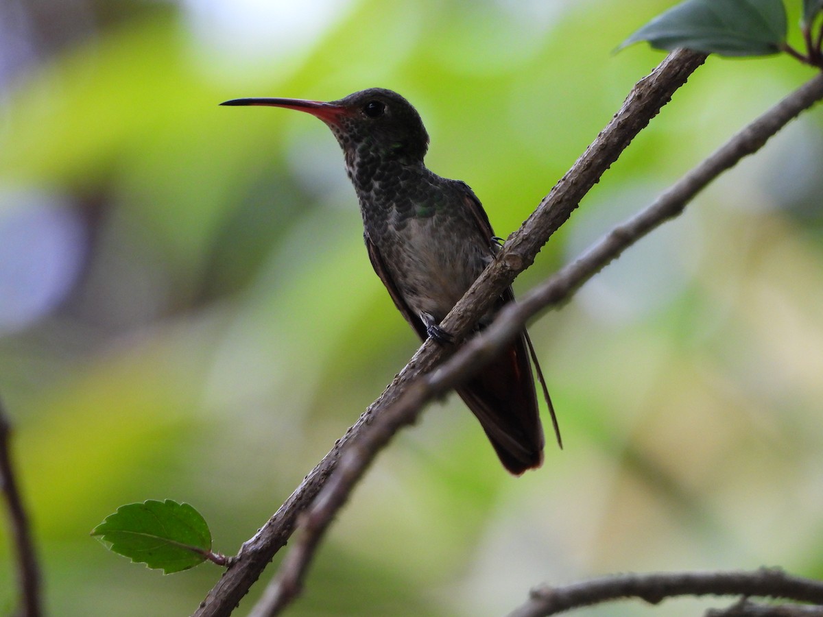 Rufous-tailed Hummingbird - ML619106254