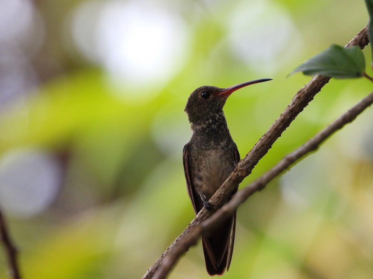 Rufous-tailed Hummingbird - ML619106257