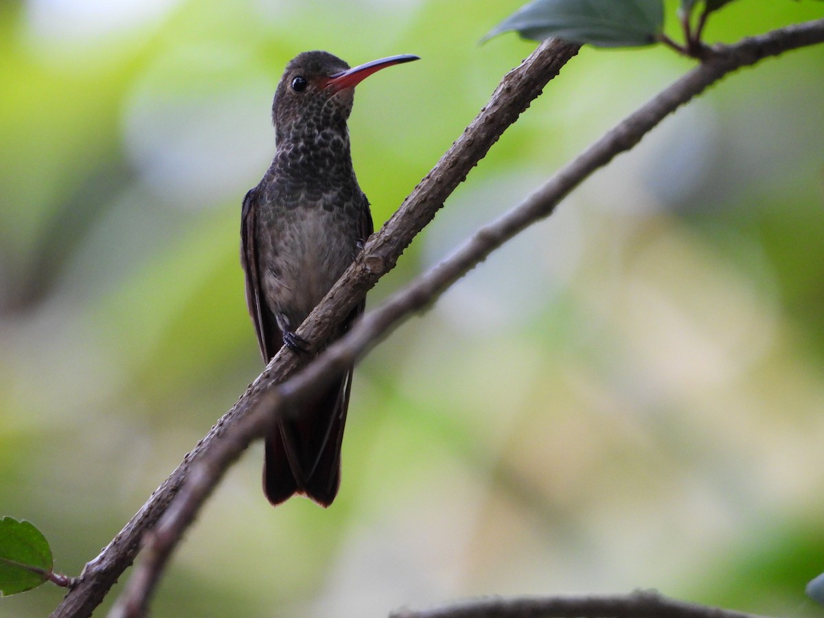 Rufous-tailed Hummingbird - ML619106260