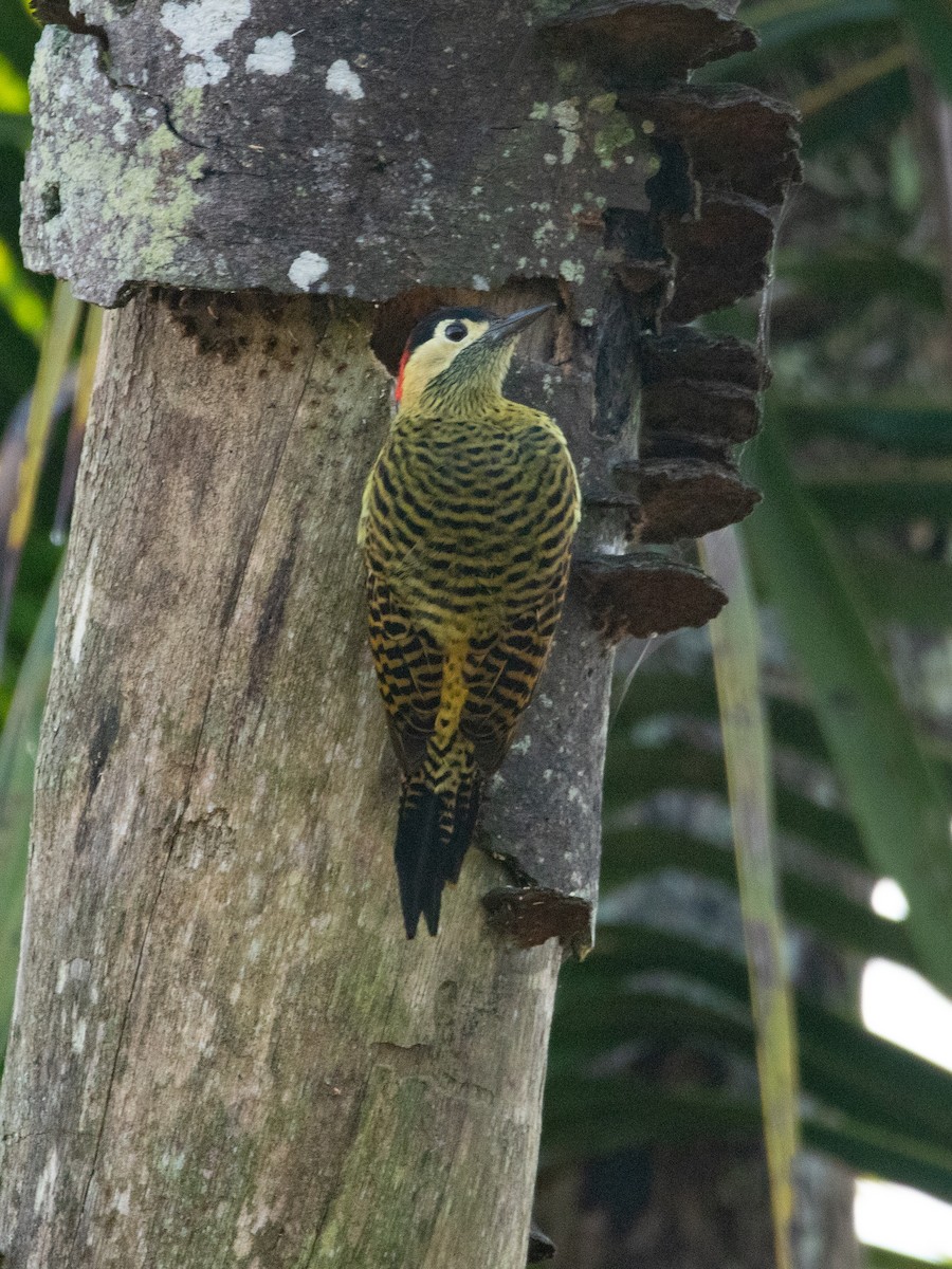 Green-barred Woodpecker - ML619106317