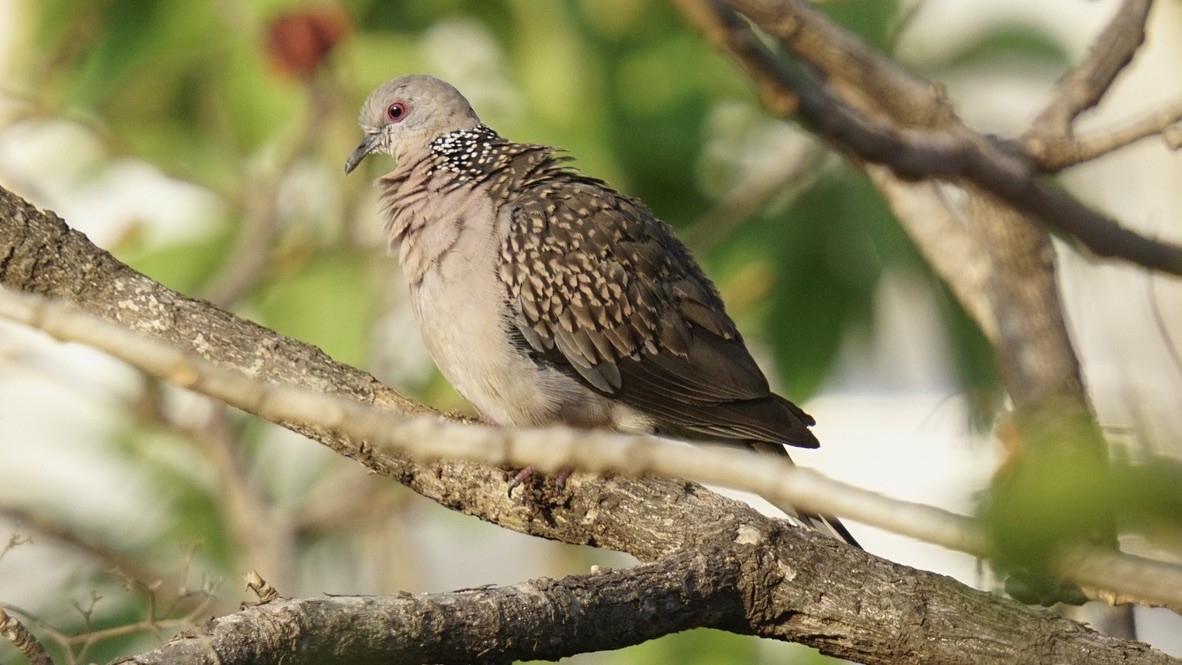 Spotted Dove - ML619106337