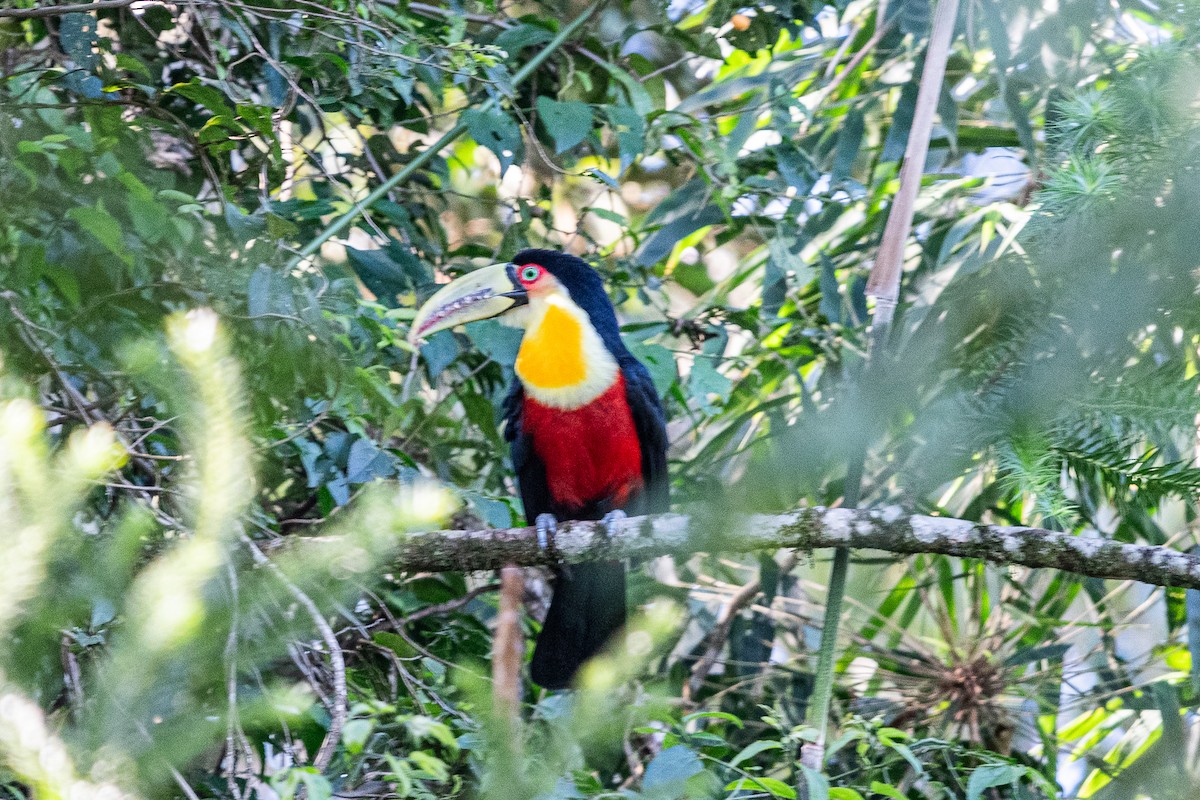 Red-breasted Toucan - ML619106355