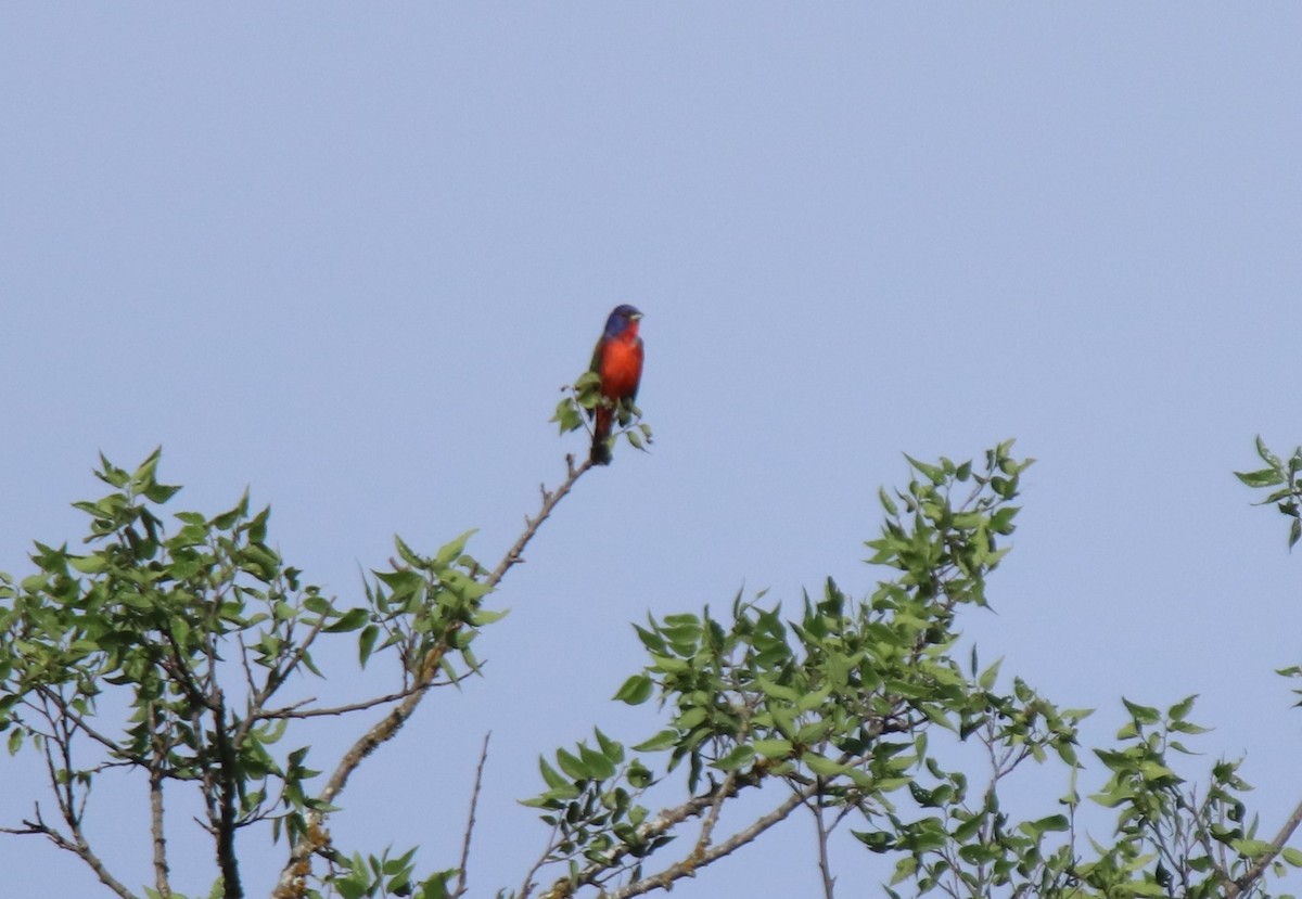 Painted Bunting - ML619106379