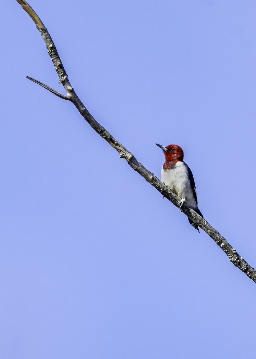 Red-headed Woodpecker - ML619106419