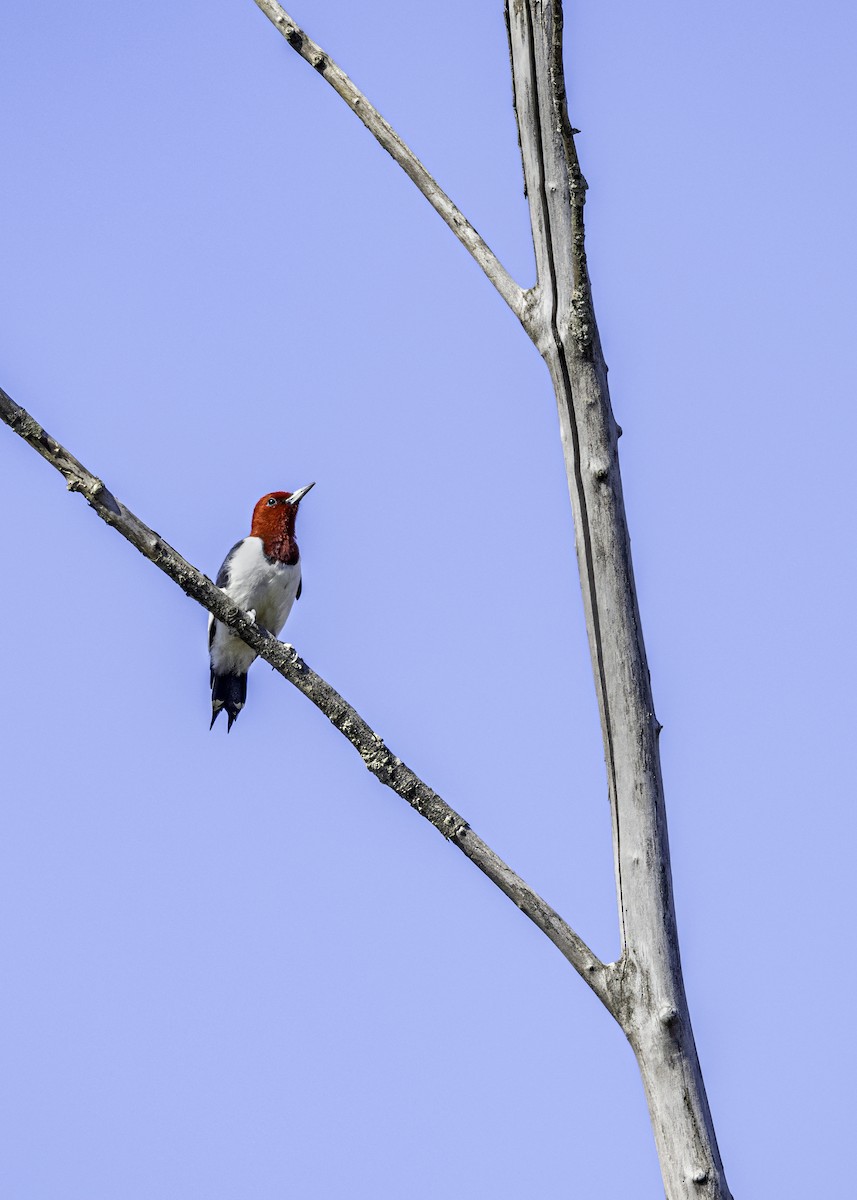 Red-headed Woodpecker - ML619106420