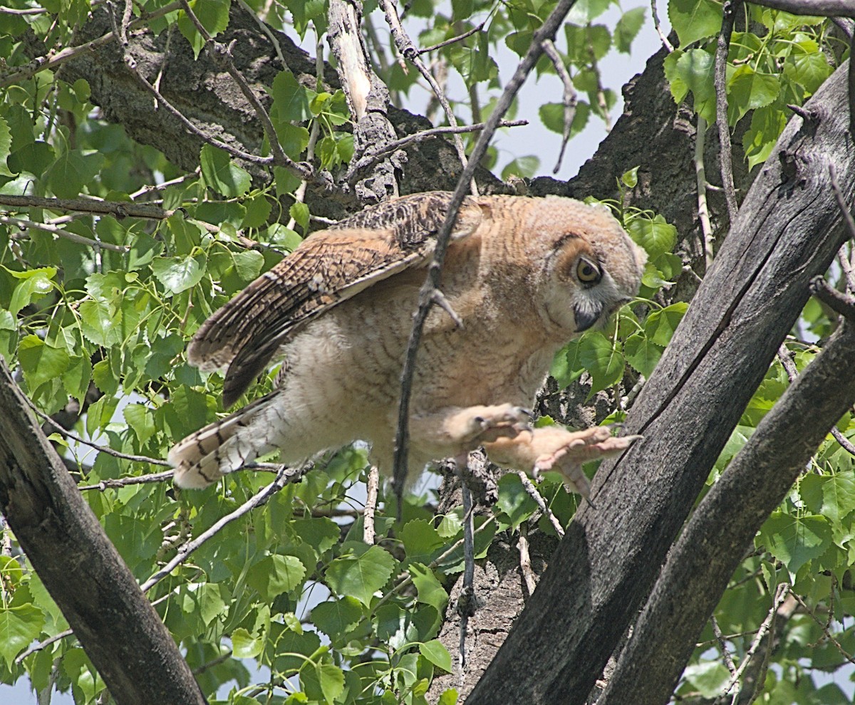 Great Horned Owl - ML619106426