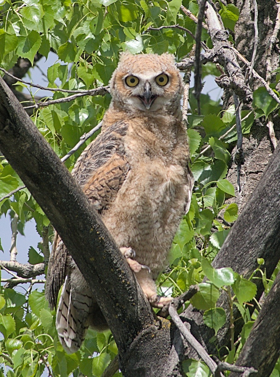 Great Horned Owl - ML619106431