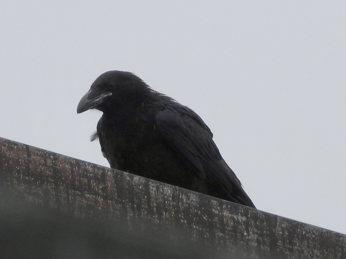 Common Raven - ML619106487