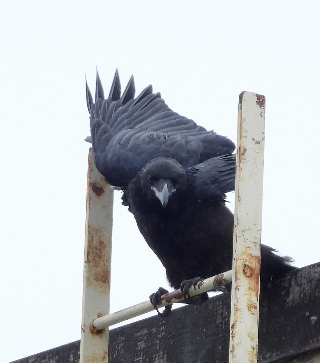 Common Raven - ML619106488