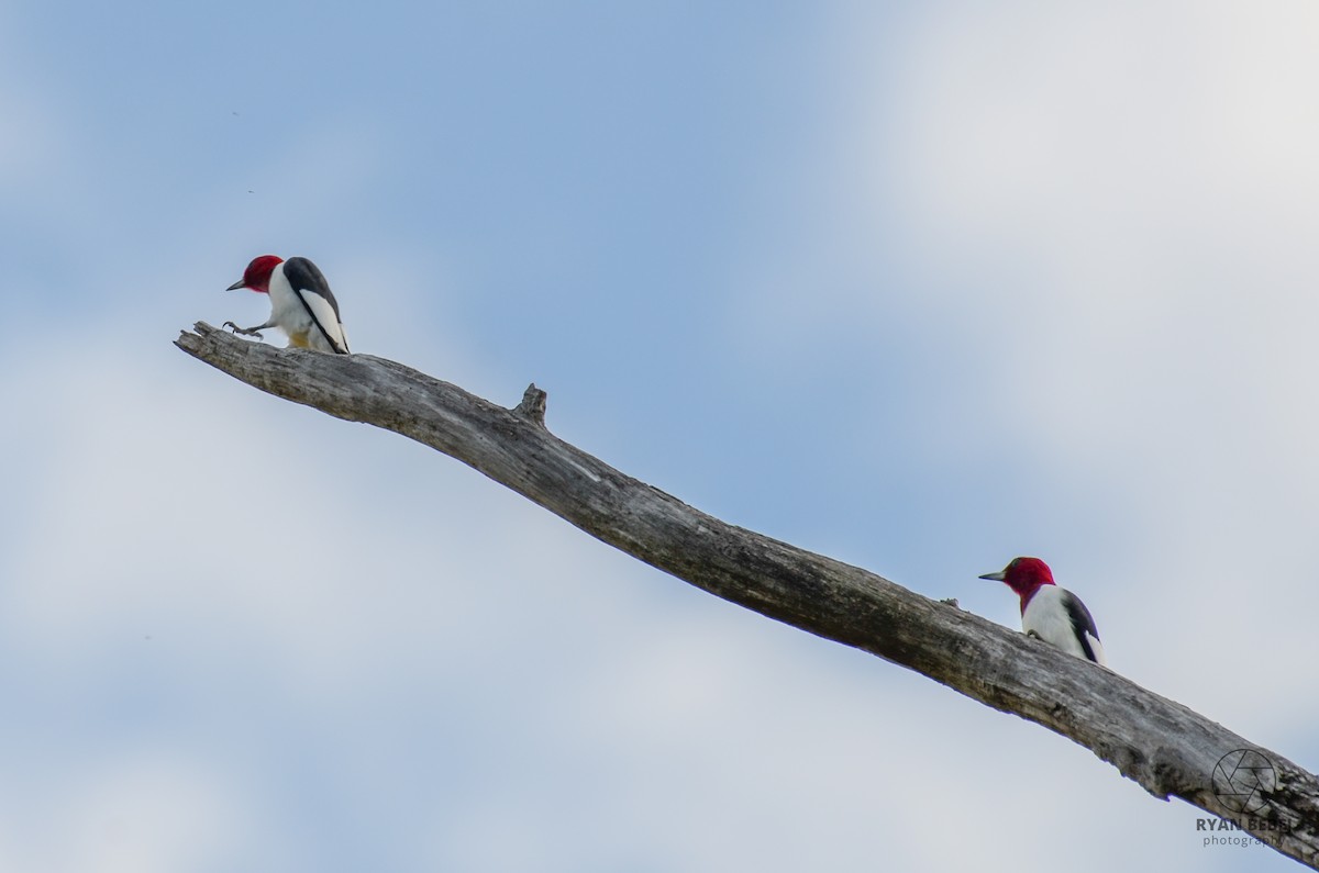 Red-headed Woodpecker - ML619106514
