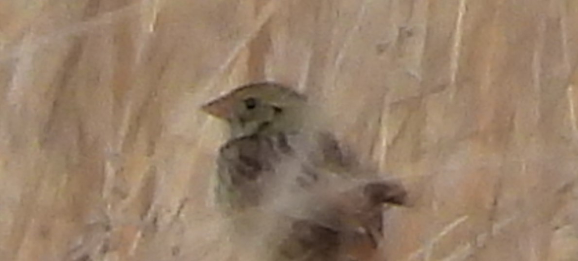 Henslow's Sparrow - ML619106528