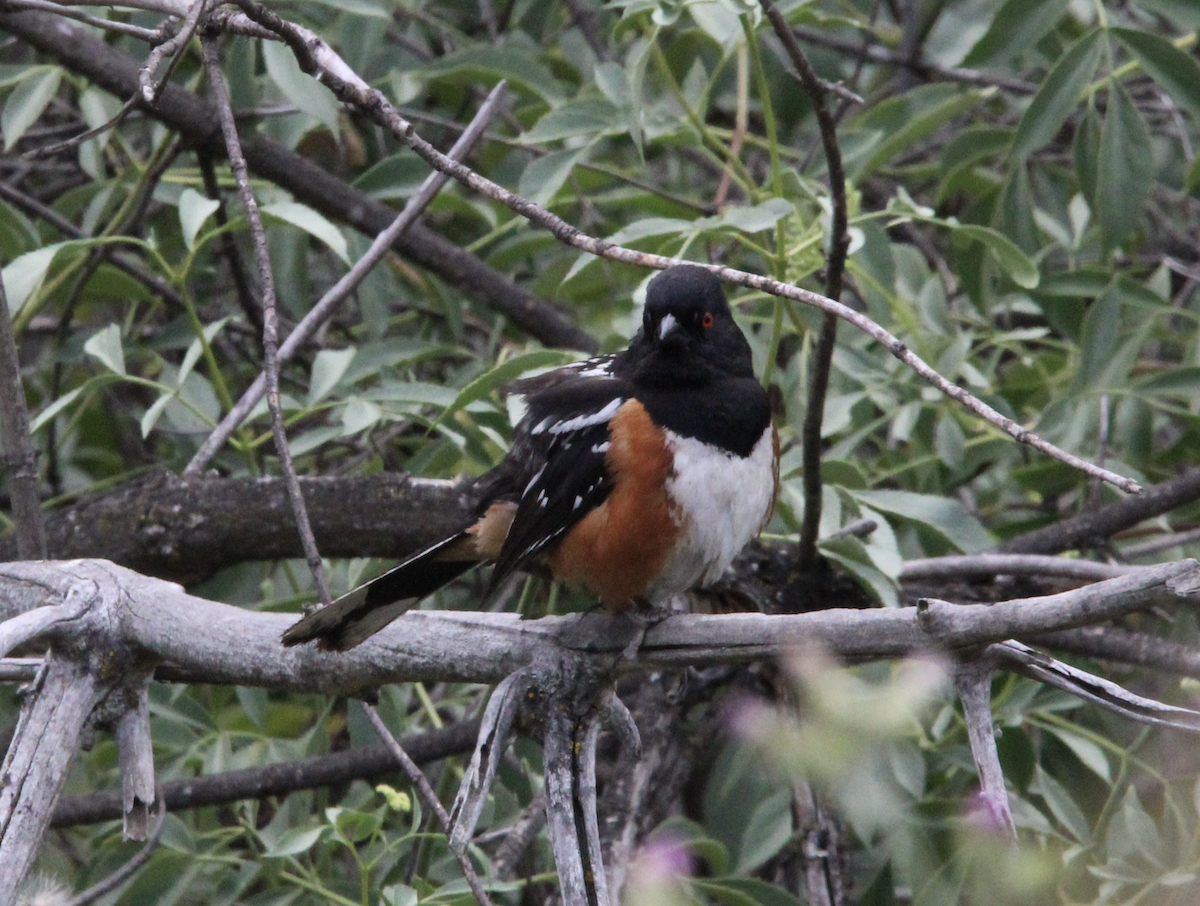 Spotted Towhee - ML619106537