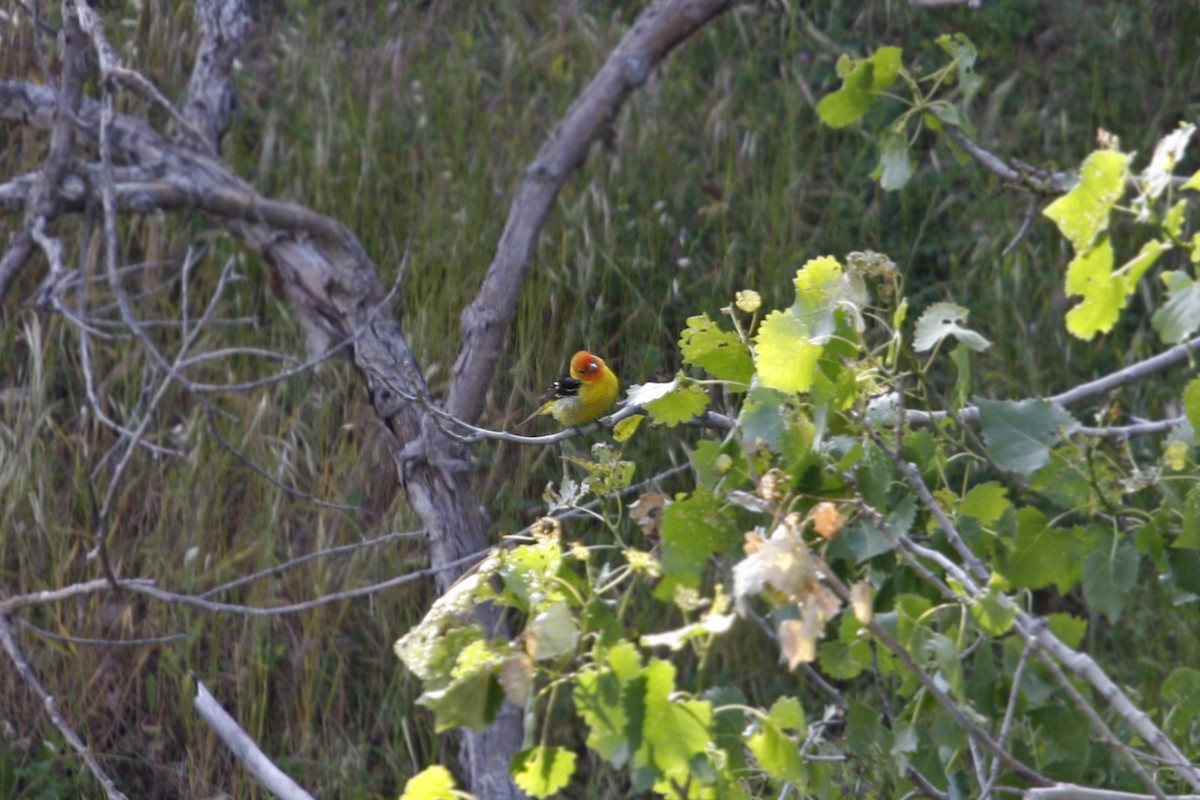 Western Tanager - ML619106586