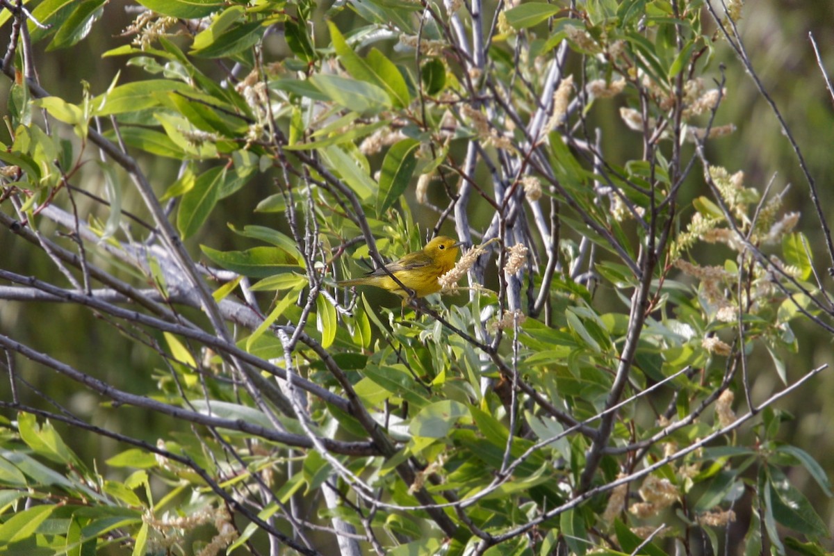 Yellow Warbler - ML619106603