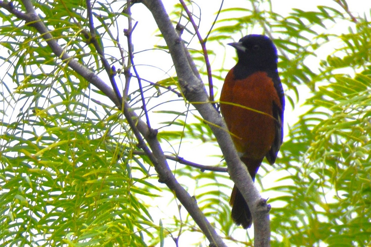 Orchard Oriole - ML619106605