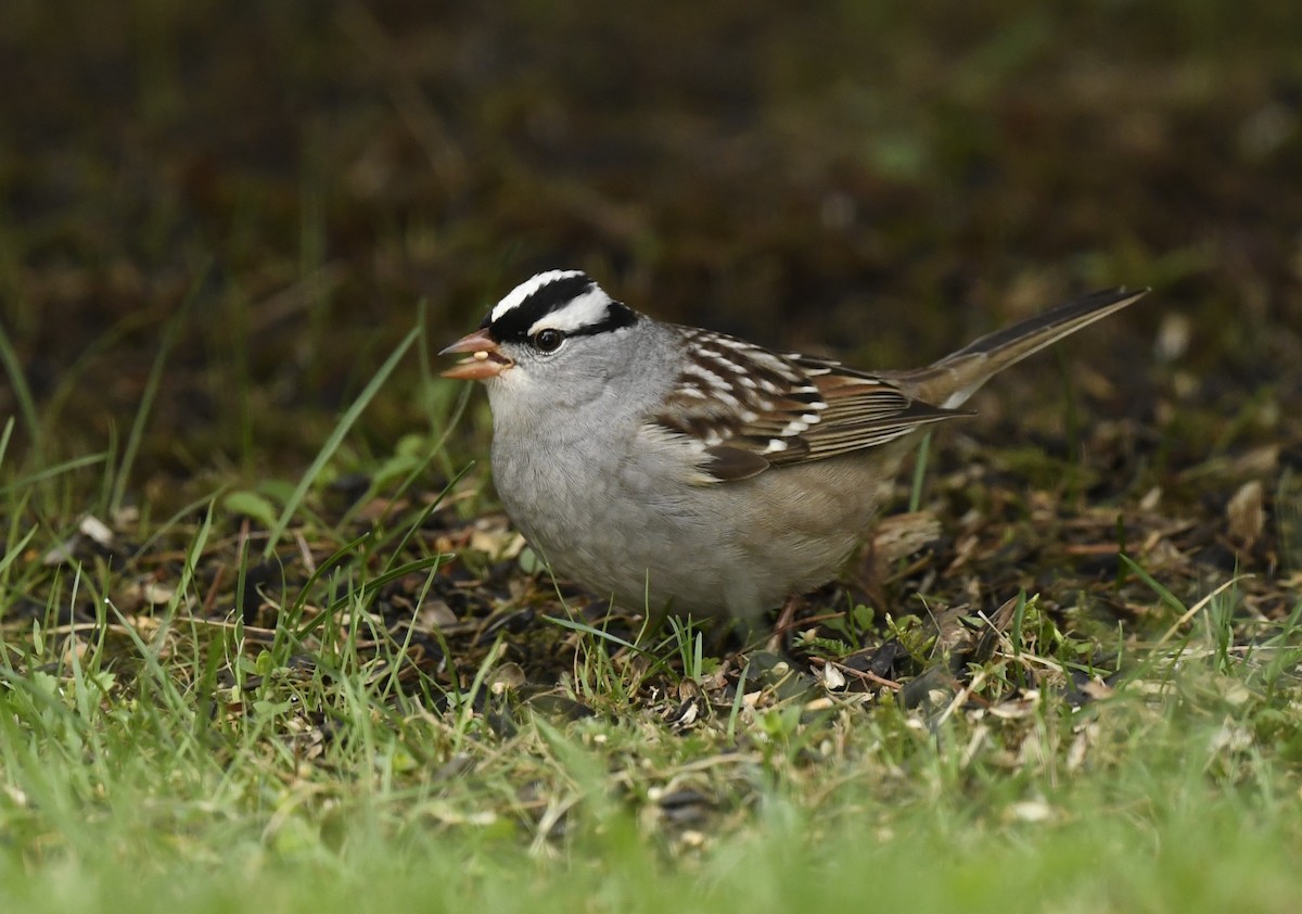White-crowned Sparrow - ML619106607