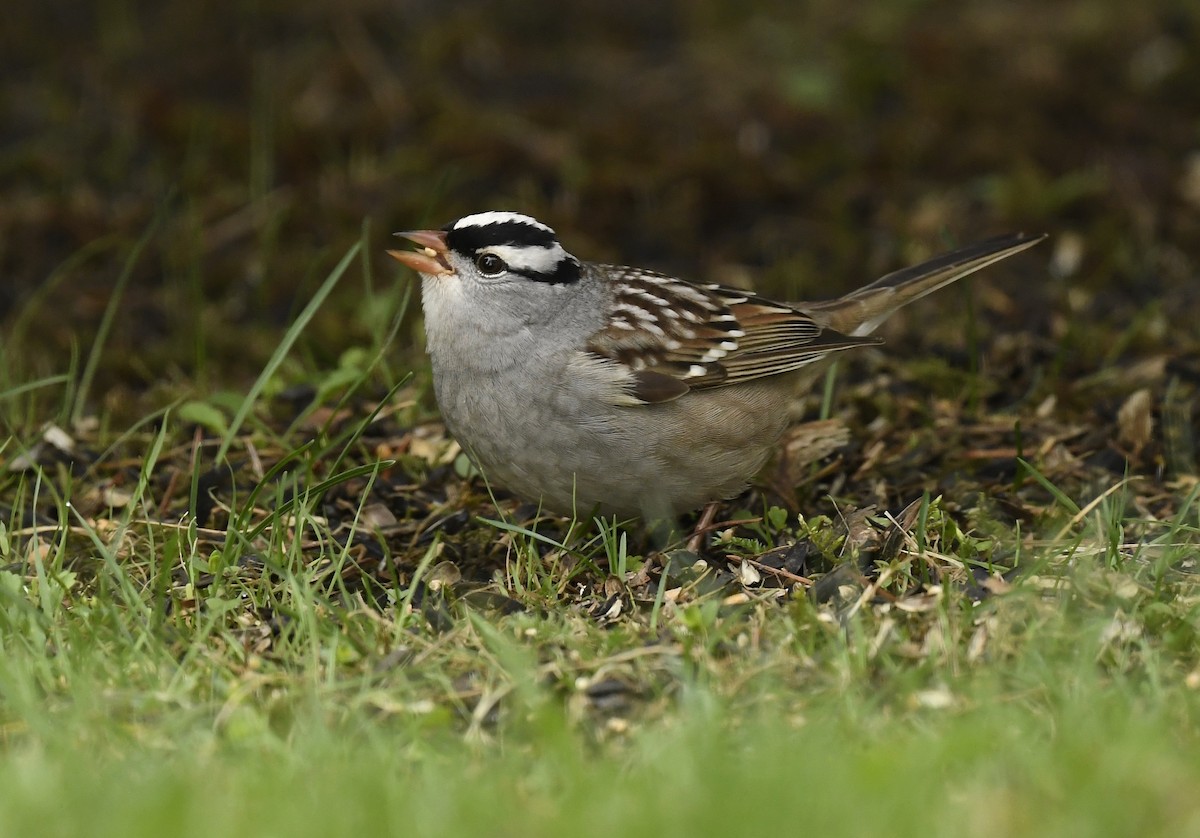 White-crowned Sparrow - ML619106608