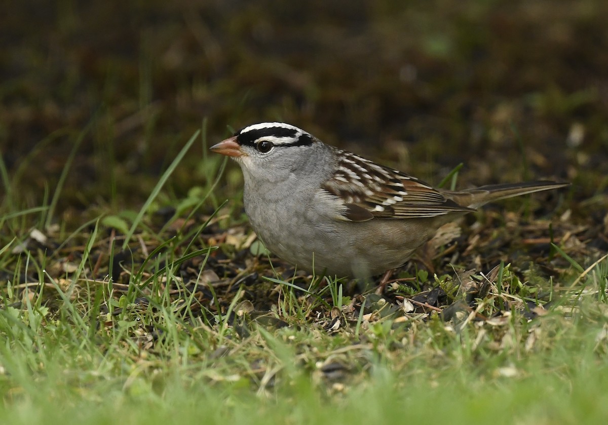 White-crowned Sparrow - ML619106609