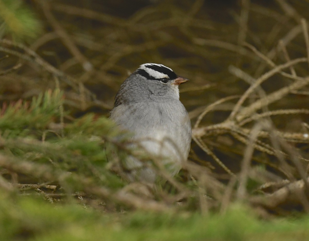 White-crowned Sparrow - ML619106610