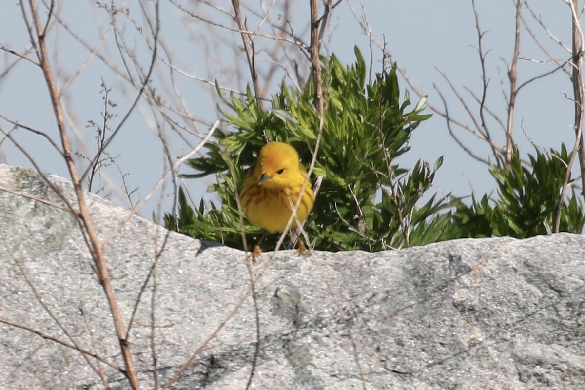 Yellow Warbler - ML619106627