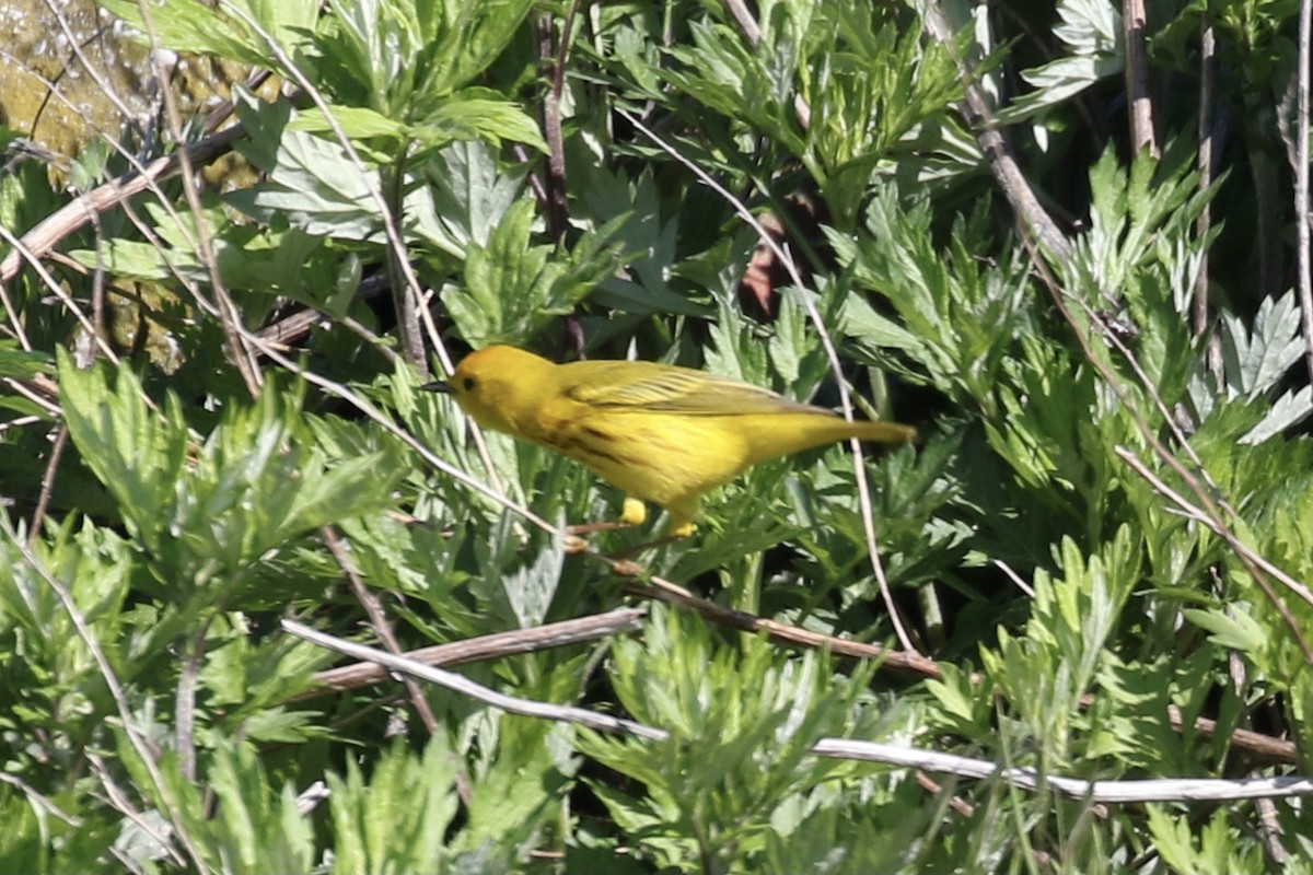 Yellow Warbler - ML619106629
