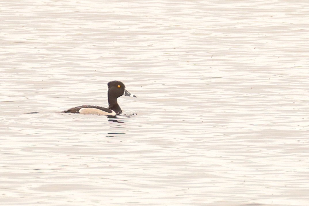 Ring-necked Duck - ML619106650