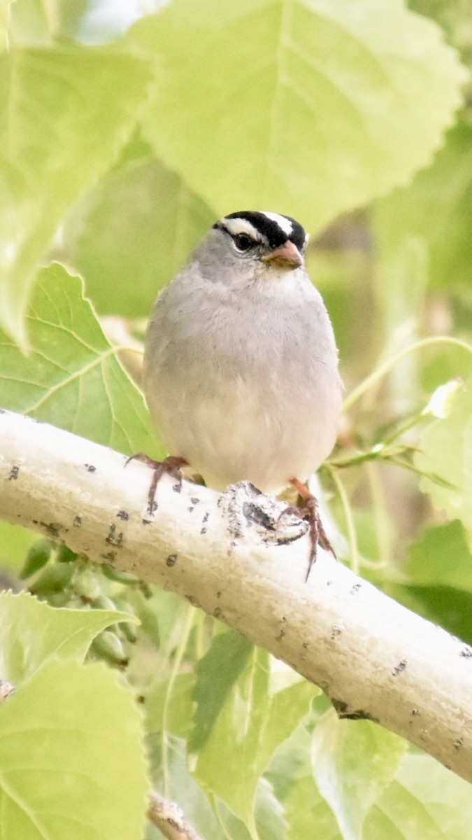 White-crowned Sparrow - ML619106655