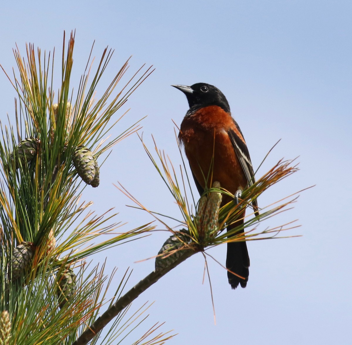 Orchard Oriole - ML619106671