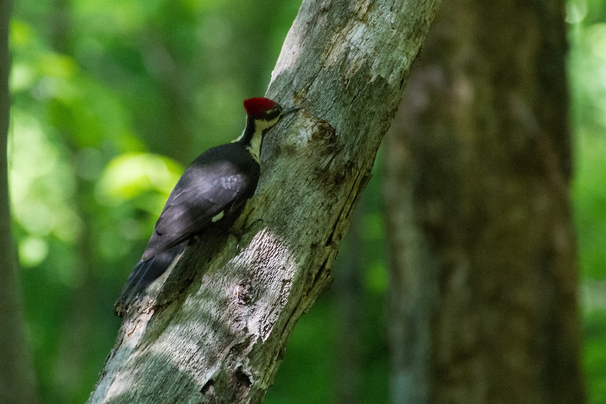 Pileated Woodpecker - ML619106685