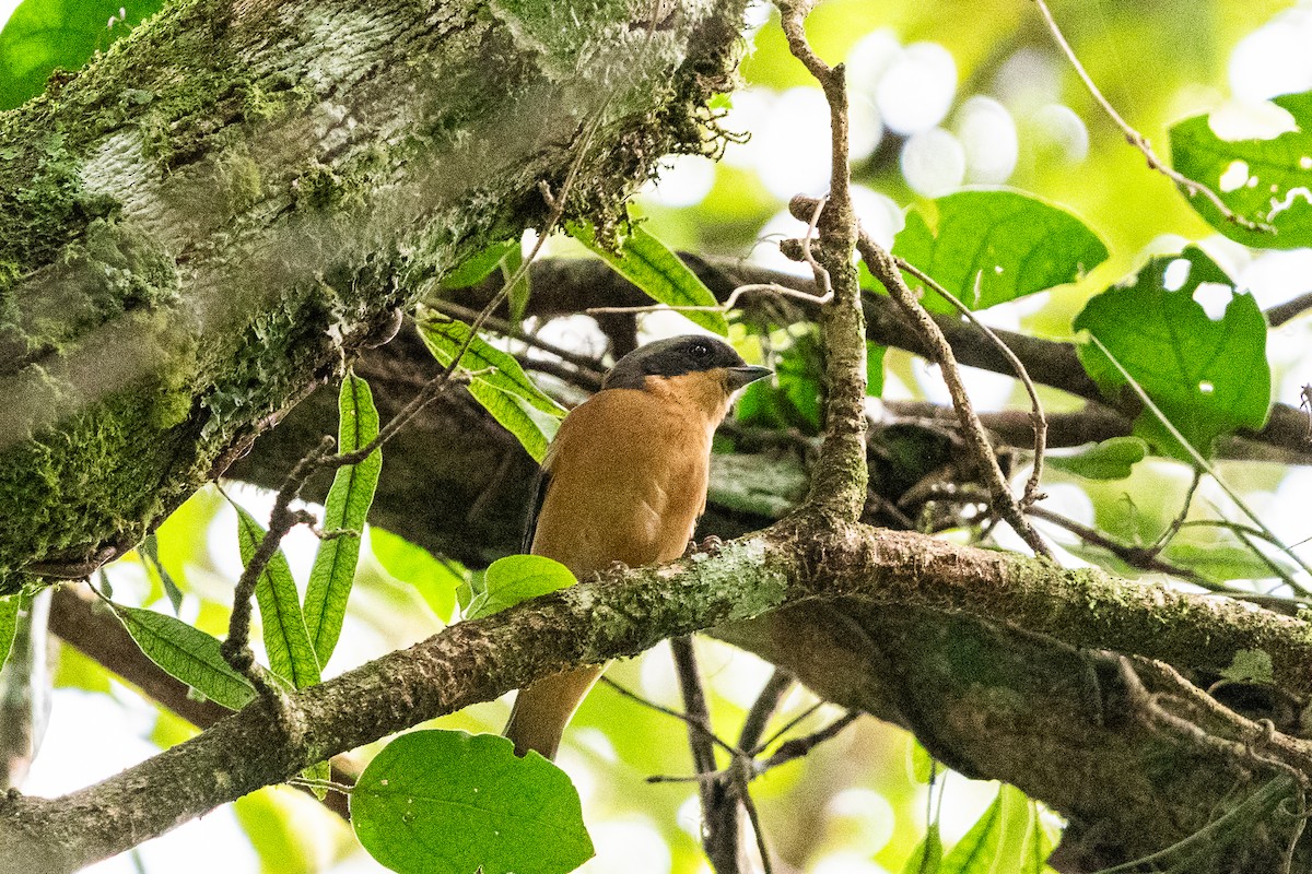 Fawn-breasted Tanager - ML619106708